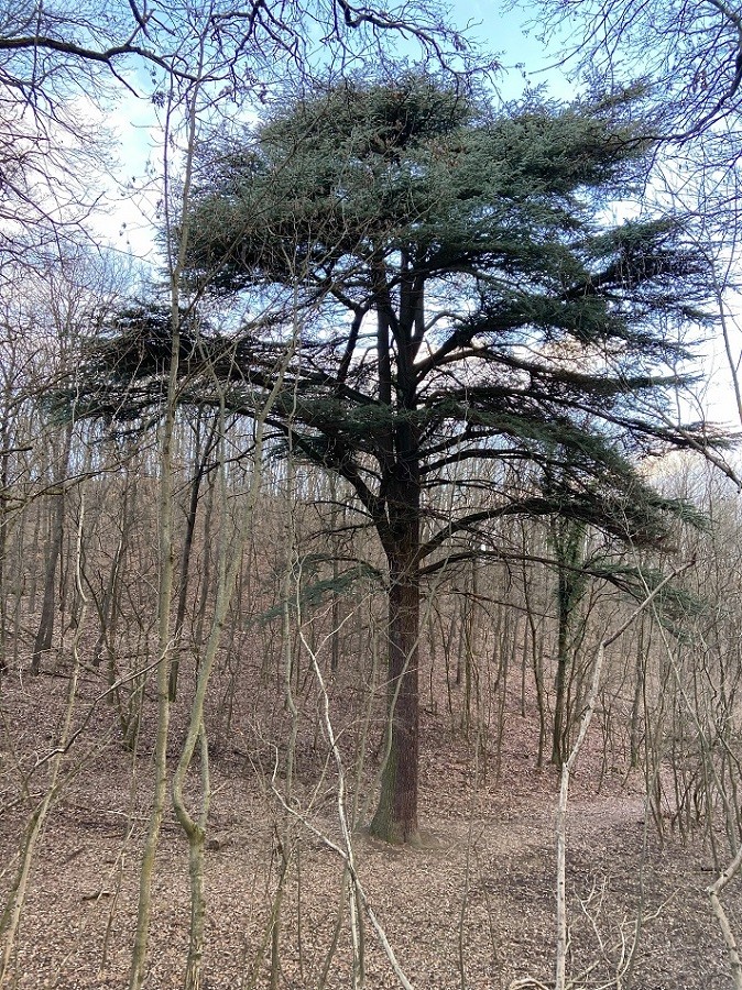 Libanoni cédrus Csaplári-erdő - Alcsútdoboz